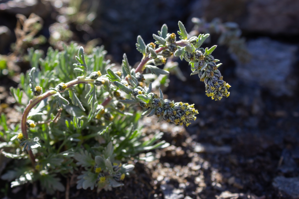 Alpin blomst absinth uddø