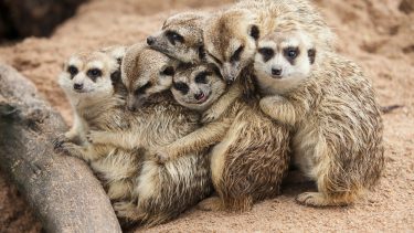 Surikatfamilie