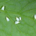 DNA plante spredt sig til dyr mellus