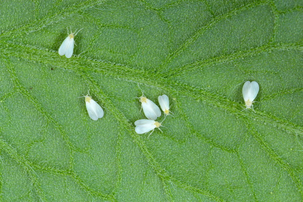 DNA plante spredt sig til dyr mellus