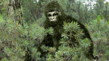 Bigfoot mellem træerne
