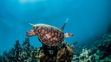 skildpadde havdyr megafauna svømmer i cirkler