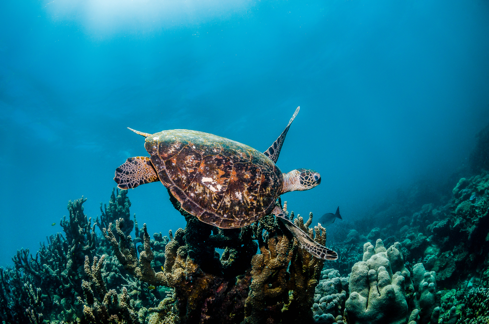 skildpadde havdyr megafauna svømmer i cirkler