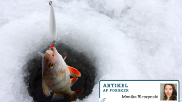fisk frostvejr antifrostvæske lære af naturen innovation vejsalt opfindelser miljøvenligt