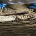 foster i biskop peder winstrups kiste