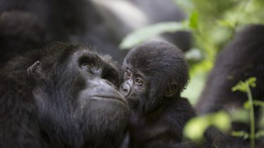 Moderløse gorillaer klarer sig flokken hjælper Dian Fossey Gorilla Fund i Rwanda