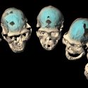 hjernen evolution homo erectus afrika menneskets udvikling sprog