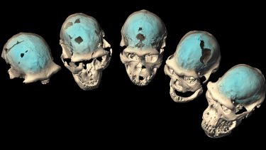 hjernen evolution homo erectus afrika menneskets udvikling sprog