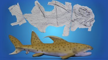 dragehaj godzilla haj hoffman new mexico 390 millioner år gammel devon lagune