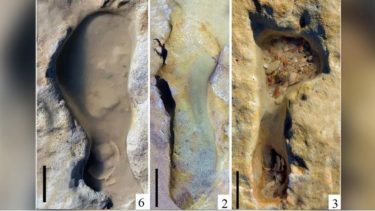 Neandertaler Fodspor Strand 100.000 år gamle