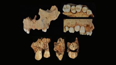 tænder fra homo antecessor