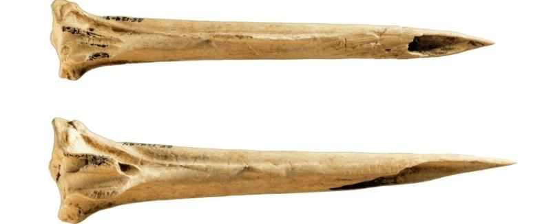 Kalkunknogler Arkæologi Tatovering