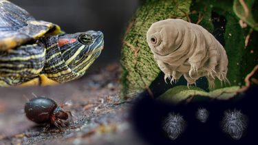 vilde overlevere dyr ekstremofiler bjørnedyr mider korsetdyr pansermider sumpskilpadder biologi naturen
