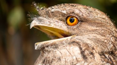 Fugl Instagram Udseende Den australske frømund (Podargus strigoides)