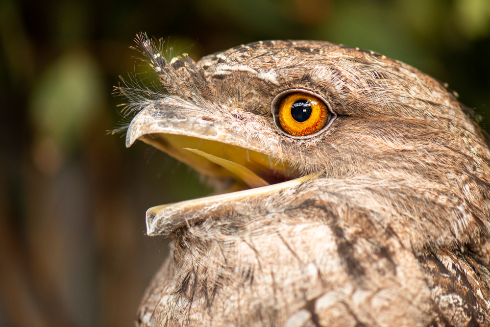 Fugl Instagram Udseende Den australske frømund (Podargus strigoides)