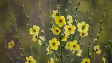 Blomster Verbascum blattaria Eksperiment