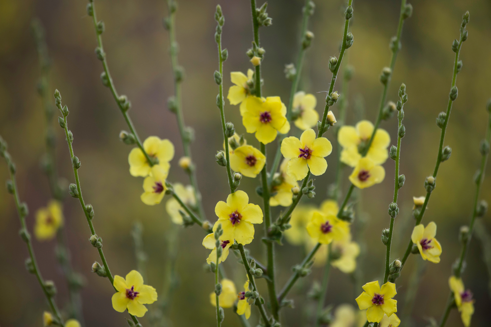 Blomster Verbascum blattaria Eksperiment