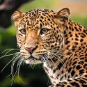 Leoparder Genetik Danskstøttet forskning