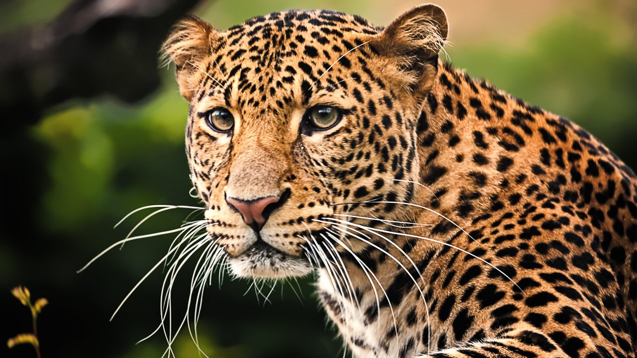 Leoparder Genetik Danskstøttet forskning
