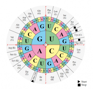 Rna Decodingf Chart RNA: Hvad er det?