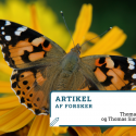 Tidselsommerfuglen (Vannessa cardui)