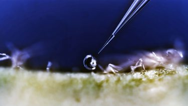 DTU robot nano høst plante metabolit celler næring
