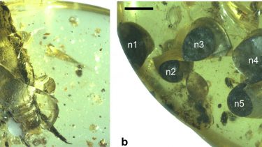 Snegl 99 millioner år gammelt fossil Rav