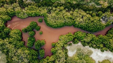 biodiversitet arter natur klimaforandringer krise økosystemer tab nedgang natur dyrkning afgrøder profit
