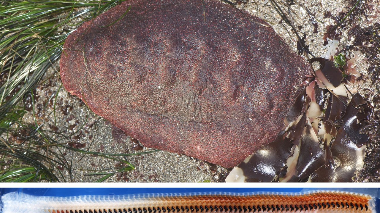 bløddyr tænder jern mineral stillehavet farsbrød