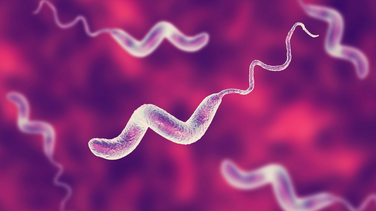 CAMPYLOBACTER Tarm infektion