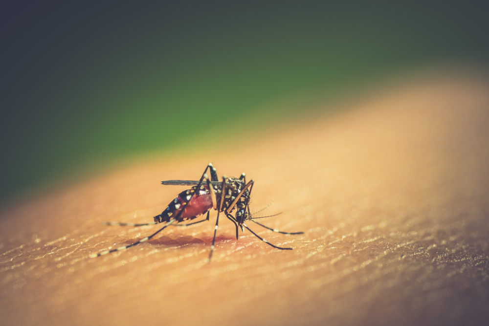 Denguefeber Myg Prevention