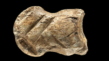 knogleskæring 51.000 år neandertaler