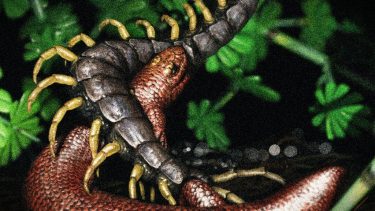mikrosaur midgårdsormen j bolit