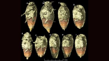 bille dinosaur lort 230 millioner år fossil