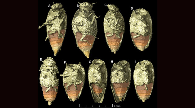 bille dinosaur lort 230 millioner år fossil