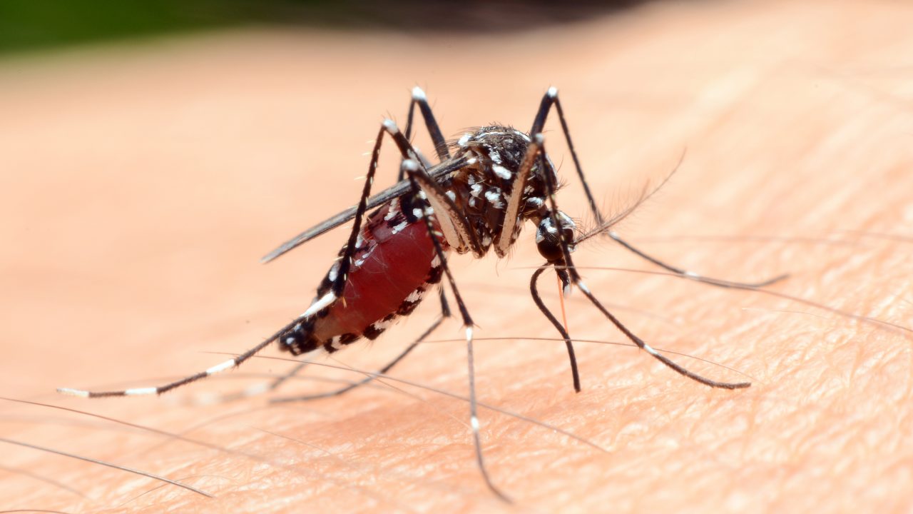 malaria myg vaccine ssi parasit transmissionsblokerende