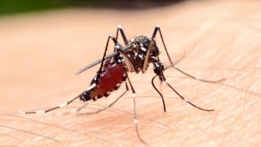malaria myg vaccine ssi parasit transmissionsblokerende
