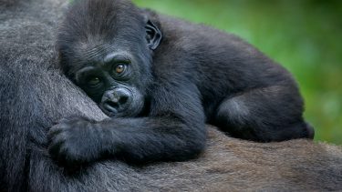 chimpanse gorilla krig