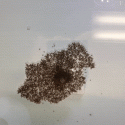 Myrer ildmyre tømmerflåde