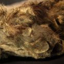 siberisk huleløve 28.000 år velpræserveret