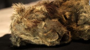 siberisk huleløve 28.000 år velpræserveret