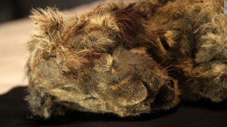 siberisk huleløve 28.000 år velpræserveret