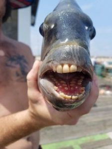 En person holder en fisk med åben mund, der afslører menneskelignende tænder. Fisken vises i nærbillede med en sløret baggrund af en kaj og vand.