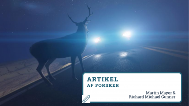 Påkørsel dyr veje trafik Bedre advarselssystemer kan redde titusindvis af menneske- og dyreliv i Europa hvert år. (Foto Shutterstock)
