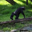 chimpanse skridt