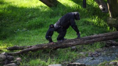 chimpanse skridt
