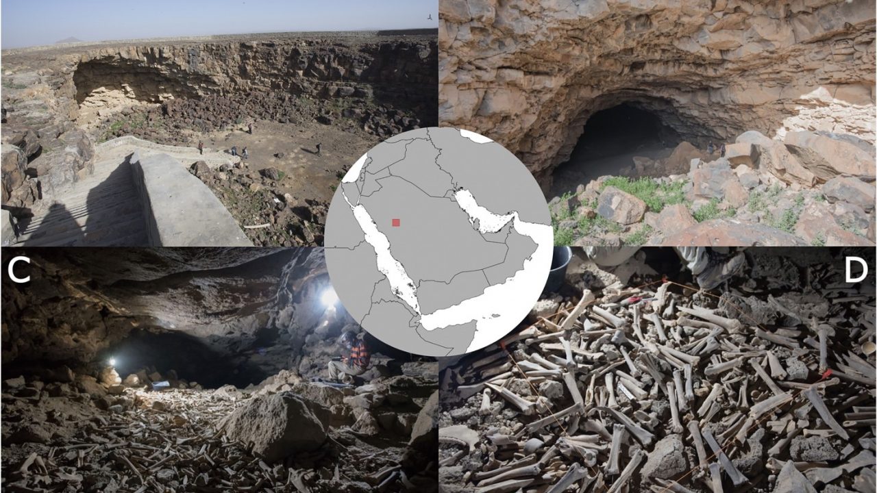 umm jirsan hyenae bones