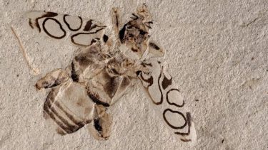 fossil bille palæontologi ‘Attenborough’s Beauty’