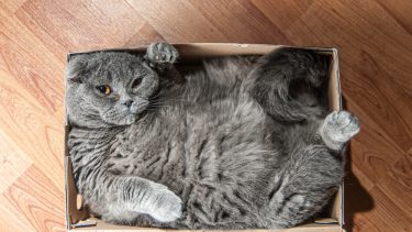 Hvorfor elsker katte papkasser