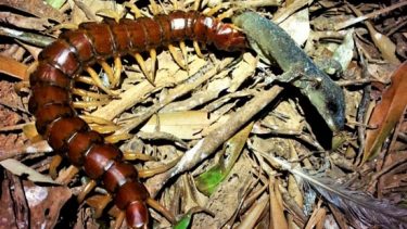 kæmpe skolopender tusindben australien
